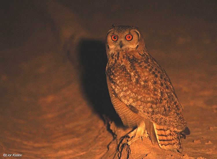   Pharaoh Eagle-Owl    26-03-11 Yotveta ,Arava valley .Lior Kislev